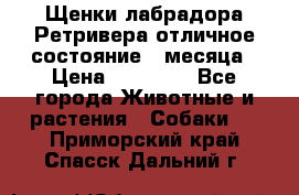 Щенки лабрадора Ретривера отличное состояние 2 месяца › Цена ­ 30 000 - Все города Животные и растения » Собаки   . Приморский край,Спасск-Дальний г.